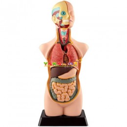 İnsan Vücudu,Anatomik Modeller,Fen Köşesi, Sağlık Köşesi, Anaokulu Malzemeleri, Okul Öncesi Eğitim Araçları, Eğitim Araçları